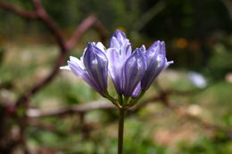 Sivun Dichelostemma multiflorum (Benth.) A. Heller kuva