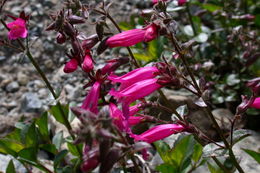 Слика од Penstemon newberryi Gray