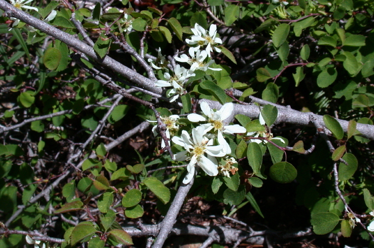 Image of Saskatoon serviceberry