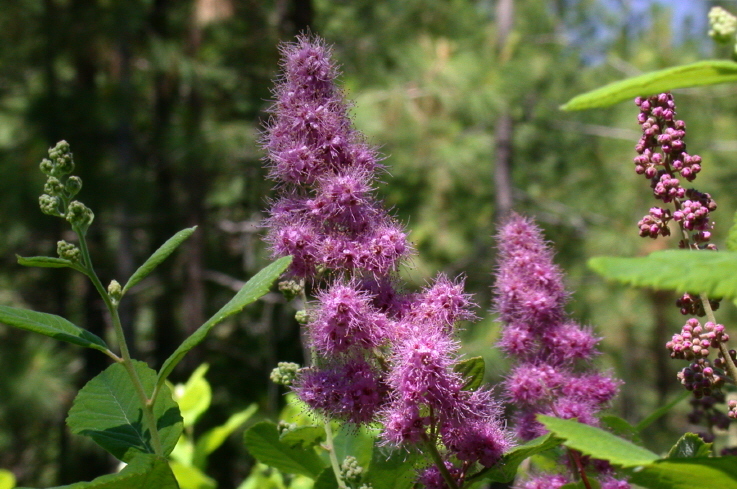 صورة Spiraea douglasii Hook.