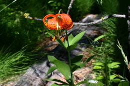 Lilium pardalinum Kellogg resmi