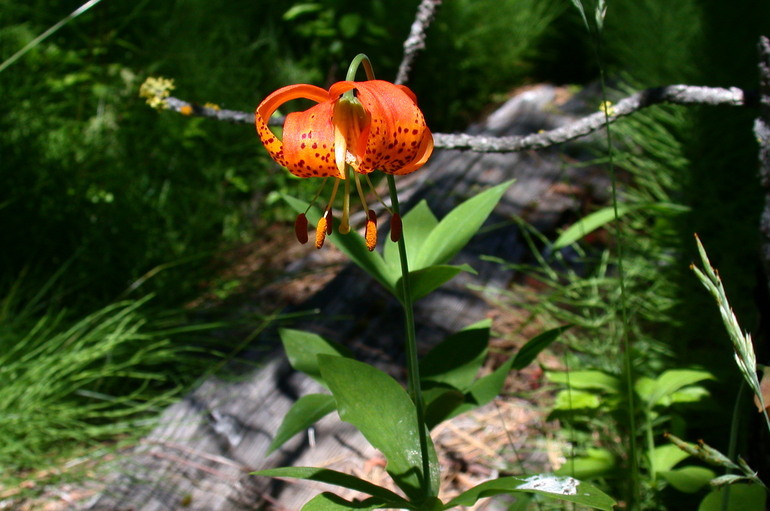 Image of leopard lily