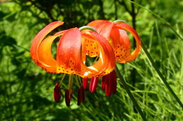 Lilium pardalinum Kellogg resmi