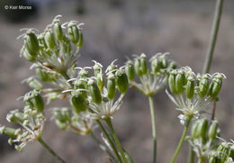 Image of Oregon yampah