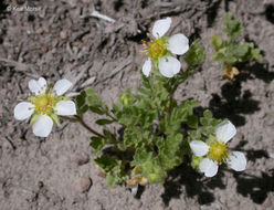 Image de Potentilla newberryi A. Gray