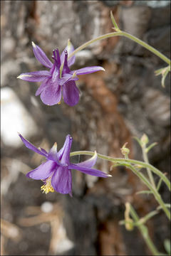 Image of Einsele's columbine