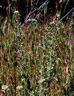 Image of field pepperweed