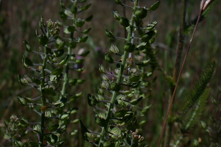 Image of field pepperweed