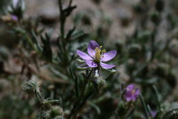 Image of red sandspurry