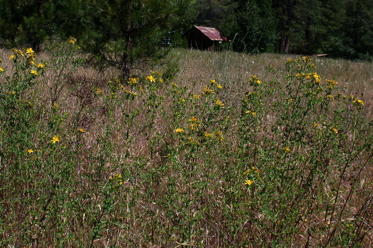 Image of St John's wort