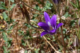 Plancia ëd Brodiaea elegans Hoover