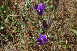 Imagem de Brodiaea elegans Hoover