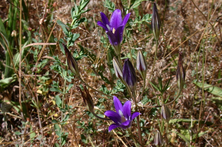 Plancia ëd Brodiaea elegans Hoover