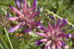 Слика од Astragalus leontinus Wulfen