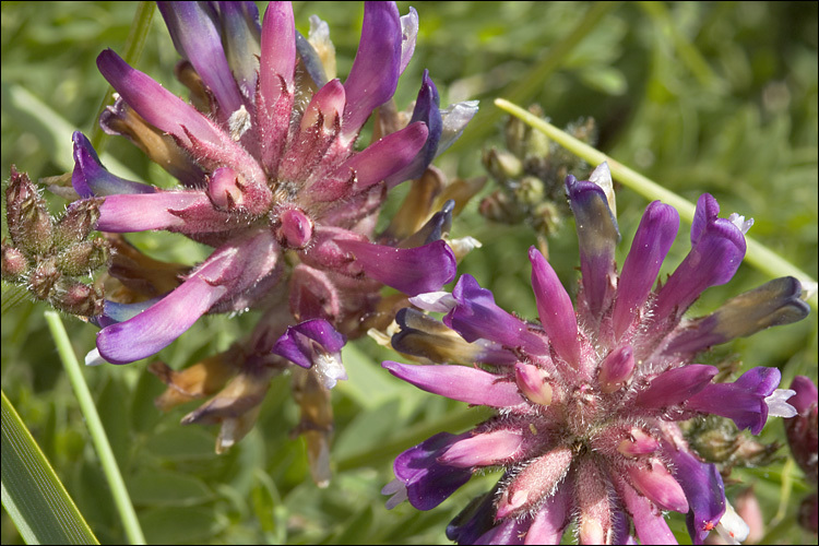 Image of Astragalus leontinus Wulfen