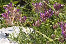 Image of Astragalus leontinus Wulfen