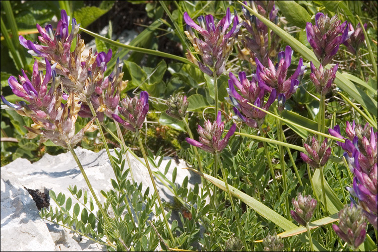 Слика од Astragalus leontinus Wulfen