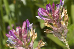 Image of Astragalus leontinus Wulfen