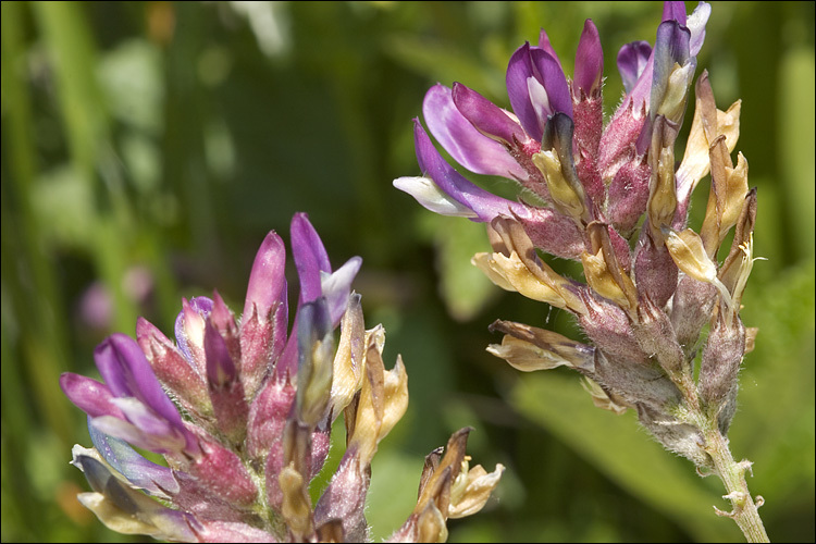 Слика од Astragalus leontinus Wulfen