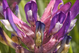 Image of Astragalus leontinus Wulfen