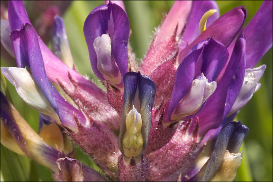 Слика од Astragalus leontinus Wulfen