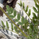 Image of Astragalus leontinus Wulfen