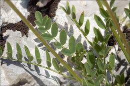 Image of Astragalus leontinus Wulfen