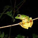 Imagem de Rhacophorus malabaricus Jerdon 1870