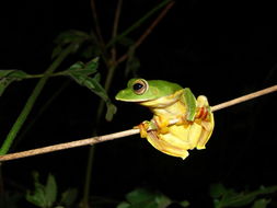 Plancia ëd Rhacophorus malabaricus Jerdon 1870