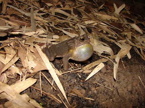 Image of Asian black-spined toad