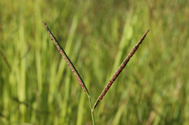 Image of red millet, smooth finger-grass