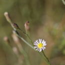 Image of <i>Symphyotrichum subulatum</i> var. <i>ligulatum</i>