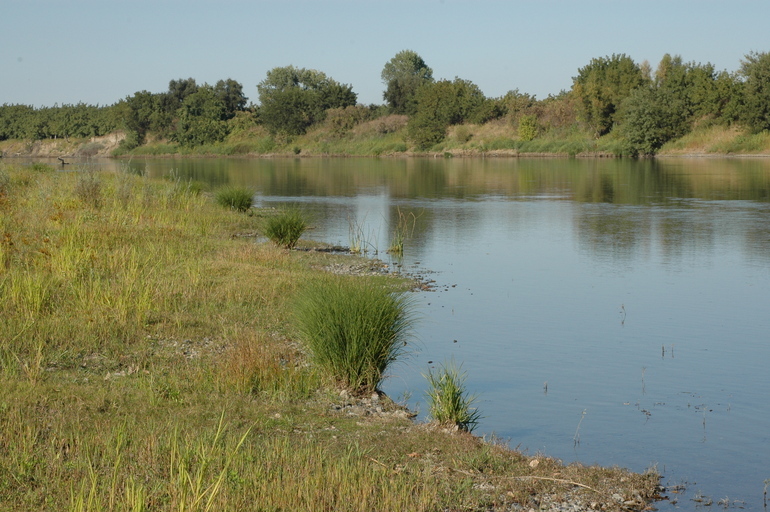 Image of Torrent Sedge