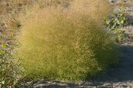 Image of Winged-Pigweed