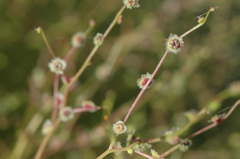 Image of Winged-Pigweed