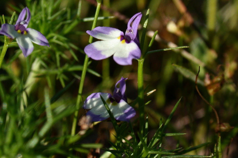 Image of Hoover's calicoflower