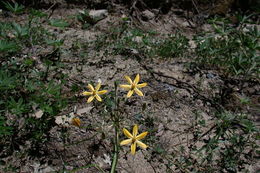 Слика од Triteleia ixioides subsp. scabra (Greene) L. W. Lenz