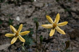 Sivun Triteleia ixioides subsp. scabra (Greene) L. W. Lenz kuva