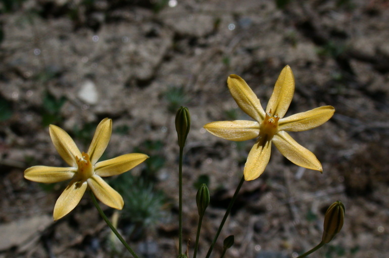 Слика од Triteleia ixioides subsp. scabra (Greene) L. W. Lenz