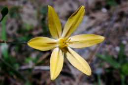 Sivun Triteleia ixioides subsp. scabra (Greene) L. W. Lenz kuva