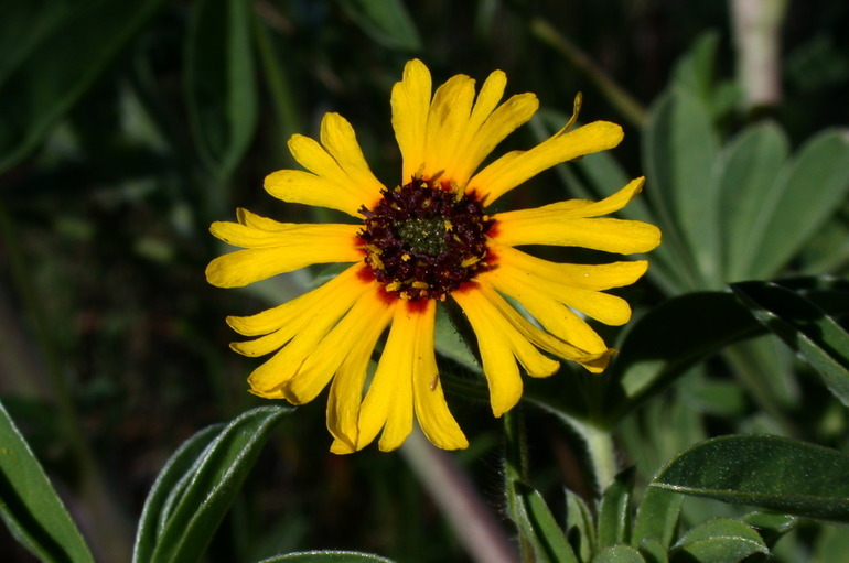 Слика од Madia elegans D. Don