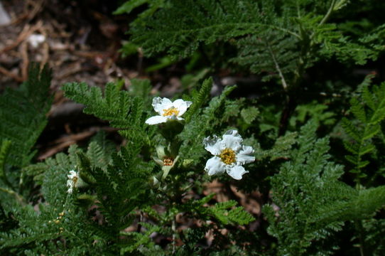 Imagem de Chamaebatia foliolosa Benth.