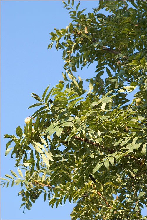 Image of <i>Sorbus domestica</i>