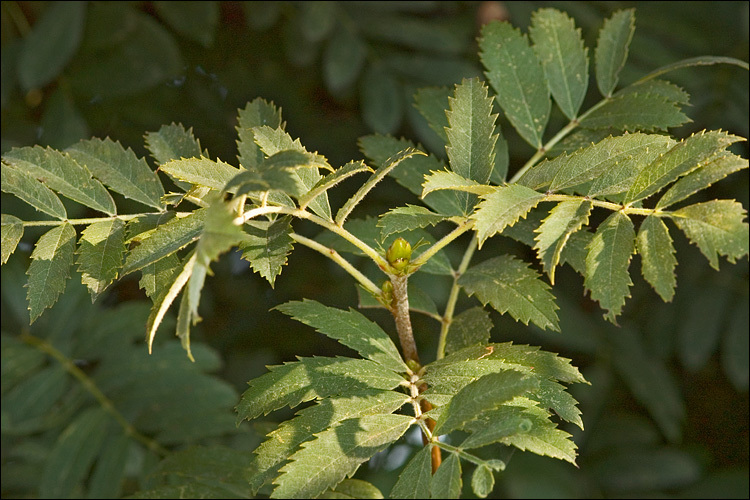Image of <i>Sorbus domestica</i>