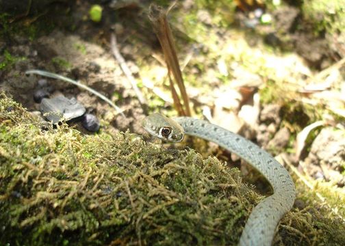 Imagem de Platyceps najadum (Eichwald 1831)