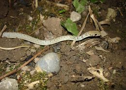 Image of Dahl's Whip Snake