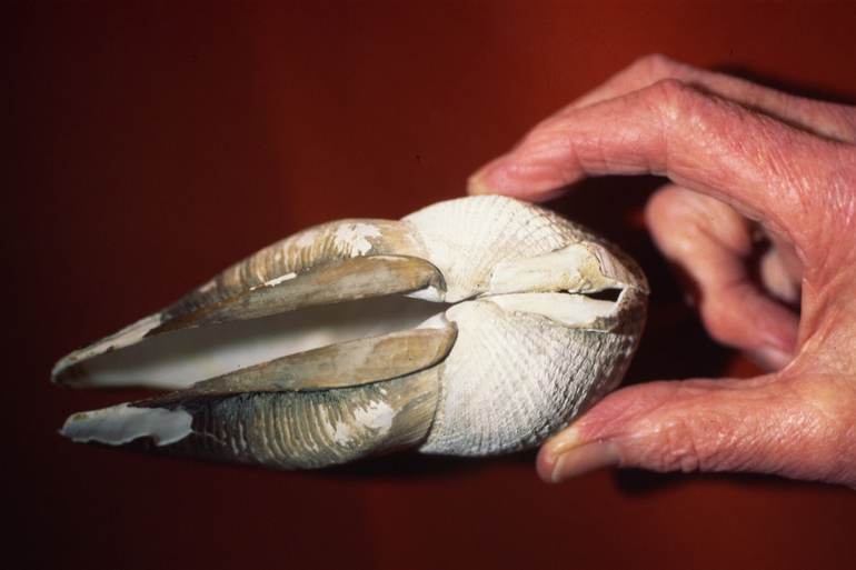 Sivun Parapholas californica (Conrad 1837) kuva