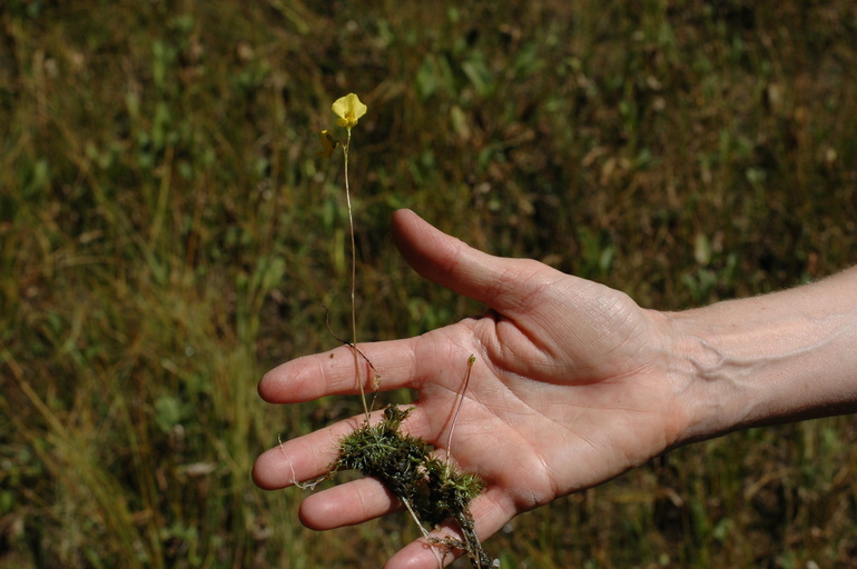 Image of flatleaf bladderwort