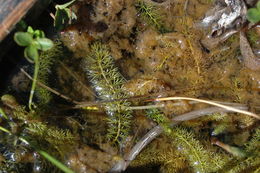 Image of flatleaf bladderwort