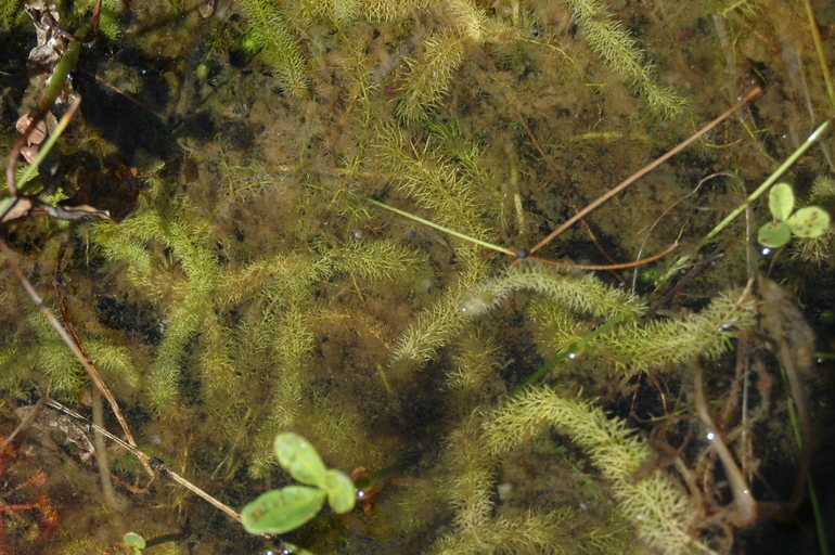 Image of flatleaf bladderwort